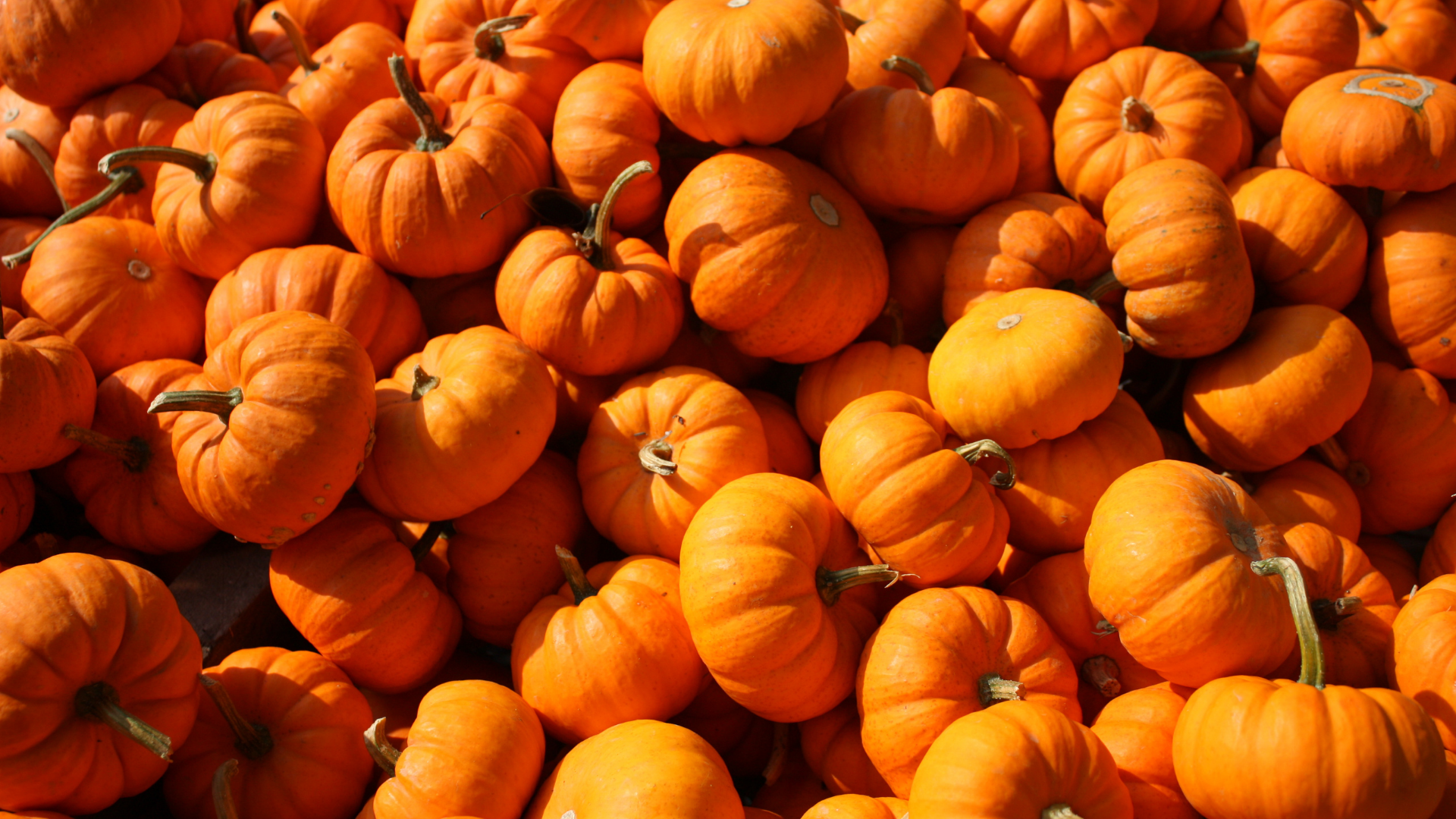 Productos de temporadas como la calabaza pueden incorporar en tu menú gracias a la versatilidad que posee este producto.